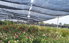 Những cánh đồng tiền tỷ ở Văn Giang, Hưng Yên