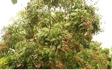 Nhãn lồng Hưng Yên chất lượng cao nông dân “găm” chưa muốn thu hoạch