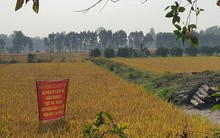 Trồng lúa sạch lợi nhuận hơn 50 triệu đồng/ha