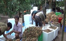 Ứng phó bão số 4, thủ phủ nhãn lồng huy động 24 tổ hợp máy bơm cứu nhãn