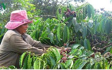 Giá cà phê xuống mức thấp nhất trong 2 năm qua