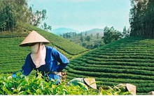 Giá chè Việt Nam xuất khẩu chỉ bằng 60-70% giá chè thế giới