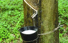 Xuất khẩu cao su đạt 1 tỷ USD trong 7 tháng đầu năm 2018