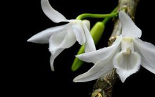 Giỏ lan đột biến gen giá 1,1 tỷ đồng gây sốt cộng đồng