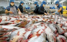 Cá tra Việt Nam và cuộc chiến “giành giật” thị trường Mỹ