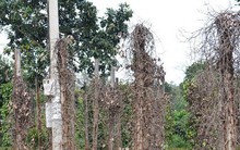 Hàng trăm ha tiêu ở Phú Yên bị bệnh chết nhanh, chết chậm