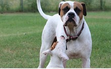 Cuộc chiến thương mại khiến người nuôi chó ở Mỹ cũng bị “vạ lây“