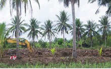 Hàng ngàn ha mía ở Trà Vinh “đói” vốn đầu tư tái vụ