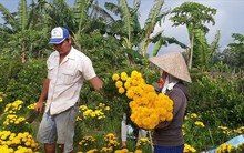 Đón Vu lan, làng hoa Sa Đéc “cháy hàng” cúc tiger, giá tăng gần gấp đôi
