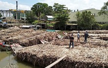 Mía đường ĐBSCL bước vào niên vụ mới: Chưa vào vụ đã lo chuyện “giải cứu”