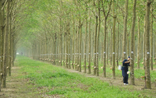 Cao su Quảng Nam (VHG) tăng lỗ thêm 34% sau soát xét