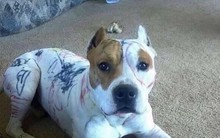 Khi con có những hành vi này, cha mẹ đừng bao giờ tặc lưỡi bỏ qua vì nghĩ "trẻ con ấy mà..."