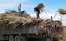 Nông dân trồng mía lỗ nặng