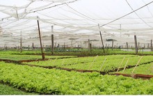 Đất đai nhỏ lẻ là nút thắt lớn nhất cản dòng đầu tư vào nông nghiệp