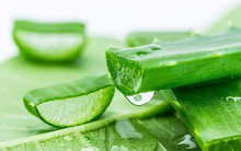 Đánh bay ợ nóng, khó tiêu và hỗ trợ điều trị đau dạ dày với loại cây mọng nước dễ kiếm, rẻ tiền, có sẵn ở Việt Nam