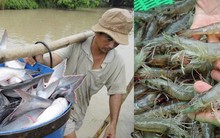 Nghịch cảnh của cá tra và tôm
