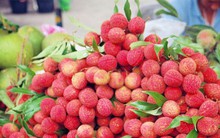 Xuất khẩu quả vải niên vụ 2018 tăng tới 126% về trị giá