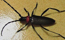 Nhật Bản kêu gọi người dân diệt xén tóc cứu hoa anh đào với giá 100.000 đồng/con