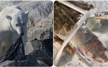 Trong vòng 1 tuần: Gấu trắng ăn nylon, rùa biển cực hiếm chết kẹt trong ghế sắt và những bức hình gây ám ảnh từ rác thải của con người