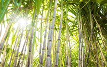 Lãi đều như vắt chanh, tiền mặt dồi dào, vì đâu SBT phải bán rẻ cổ phiếu quỹ?