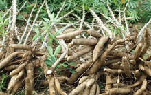 Xuất khẩu sắn và sản phẩm từ sắn sang Hàn Quốc tăng vọt