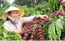 Nhiều diện tích cà phê tái canh ở Buôn Ma Thuột cho hiệu quả cao