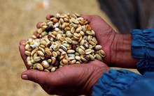 Ngành cà phê thế giới họp khẩn vì giá xuống thấp kỷ lục
