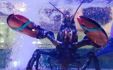 Tôm hùm Mỹ “đổ bộ” thị trường Việt