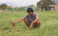 Ninh Thuận: Hành tím rớt giá, nông dân đứng ngồi không yên