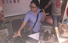 Cua hoàng đế Mỹ sẽ 'tấn công' thị trường Việt