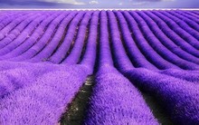 Những cổ phiếu nào được hưởng lợi từ cuộc chiến thương mại Mỹ - Trung?