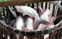 Cá tra trên 10kg/con giá cao ngất!