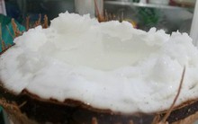 Dừa sáp 250.000 đồng/quả, nông dân rủ nhau mua dừa giống về trồng