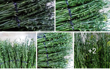 Tung tin mua lá cà phê tươi 50.000 đồng/kg là để... câu like