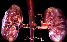 Mỗi người chỉ có hai quả thận, đừng vì thói quen xấu này mà mất nó