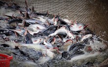 Giá cá tra nguyên liệu tăng mạnh