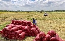 Vụ thu đông thất mùa, dự báo giá gạo có thể tăng