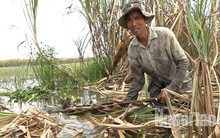 Ứa nước mắt với hình ảnh nông dân trồng mía trắng tay vì lũ
