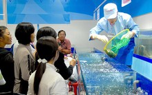 Cua Cà Mau đấu với... cua hoàng đế Mỹ