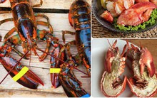 Lý do tại sao tôm hùm Mỹ lại trở thành một trong những món ăn sang chảnh nhất thế giới