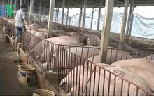 Giá heo tăng, người chăn nuôi ở Đông Nam bộ vừa mừng vừa lo