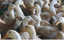 Nhiều nông dân trắng tay vì mua phải vịt giống kém chất lượng