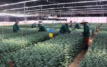 Kiếm bộn tiền nhờ bán hàng độc đáo cho khách ngoại