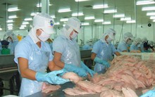 Lần đầu tiên xuất khẩu cá tra cán mốc 2 tỉ USD