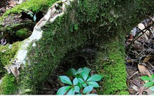 Hỗ trợ người dân trồng sâm Ngọc Linh để xóa nghèo bền vững