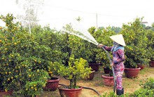 Quất Thanh Hà rộn ràng vào Tết