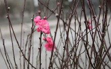 Đào nở sớm đắt và kém sắc, giá lên tới 450.000 đồng/cành người Hà Nội vẫn mua về chơi Tết Dương lịch