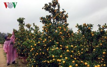 Trồng 600 chậu quất cảnh Tết, thu lãi gần 300 triệu đồng