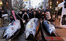 Cá ngừ vây xanh giá gần 324.000 USD