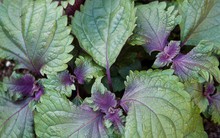 Công dụng quý của loại rau gia vị "rẻ bèo" ở Việt Nam: Có thể bạn chưa biết